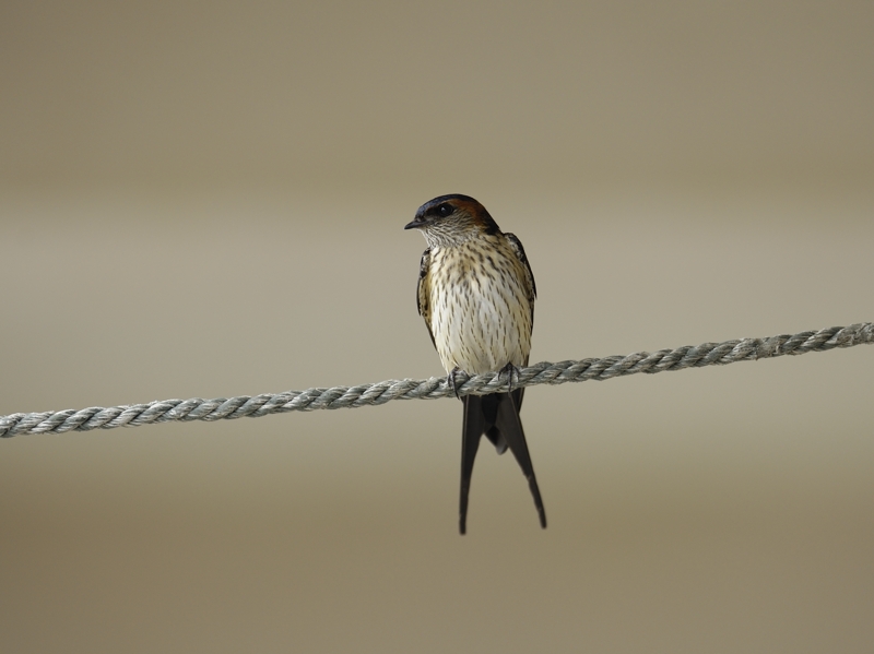 Photo of Red-rumped Swallow at  by あおばずく