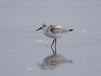 Sanderling Unknown Spots Mon, 9/30/2013