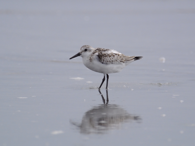 Photo of Sanderling at  by あおばずく