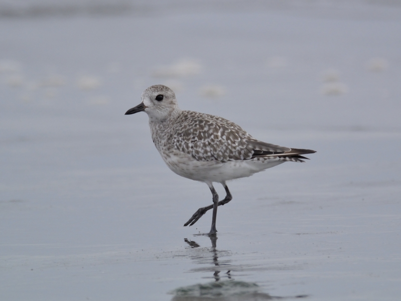 Photo of Grey Plover at  by あおばずく