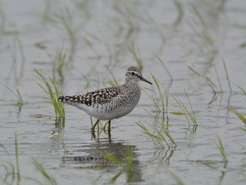 タカブシギ 場所が不明 2013年5月7日(火)