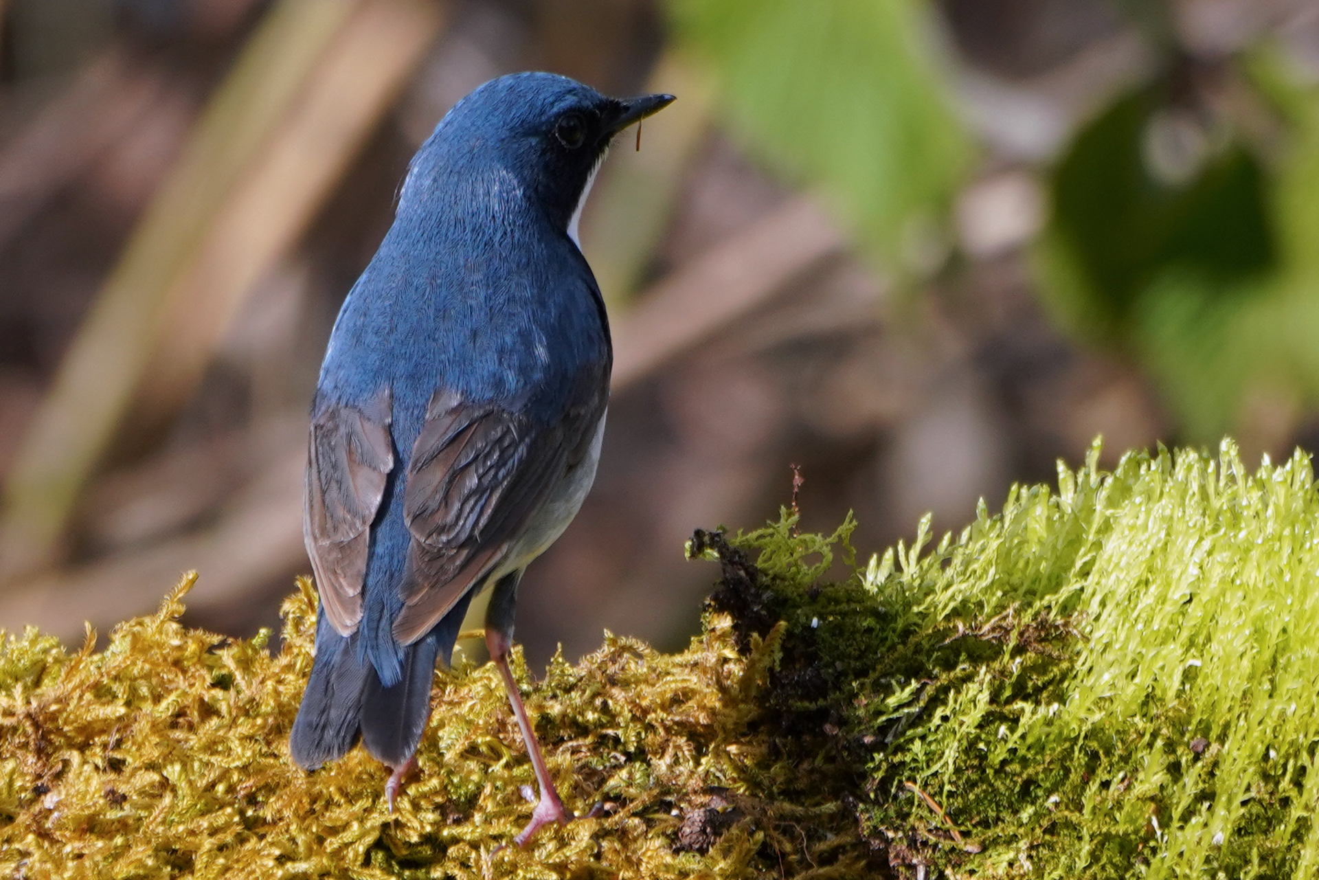 Photo of Siberian Blue Robin at 山梨県 by Orion-HAS