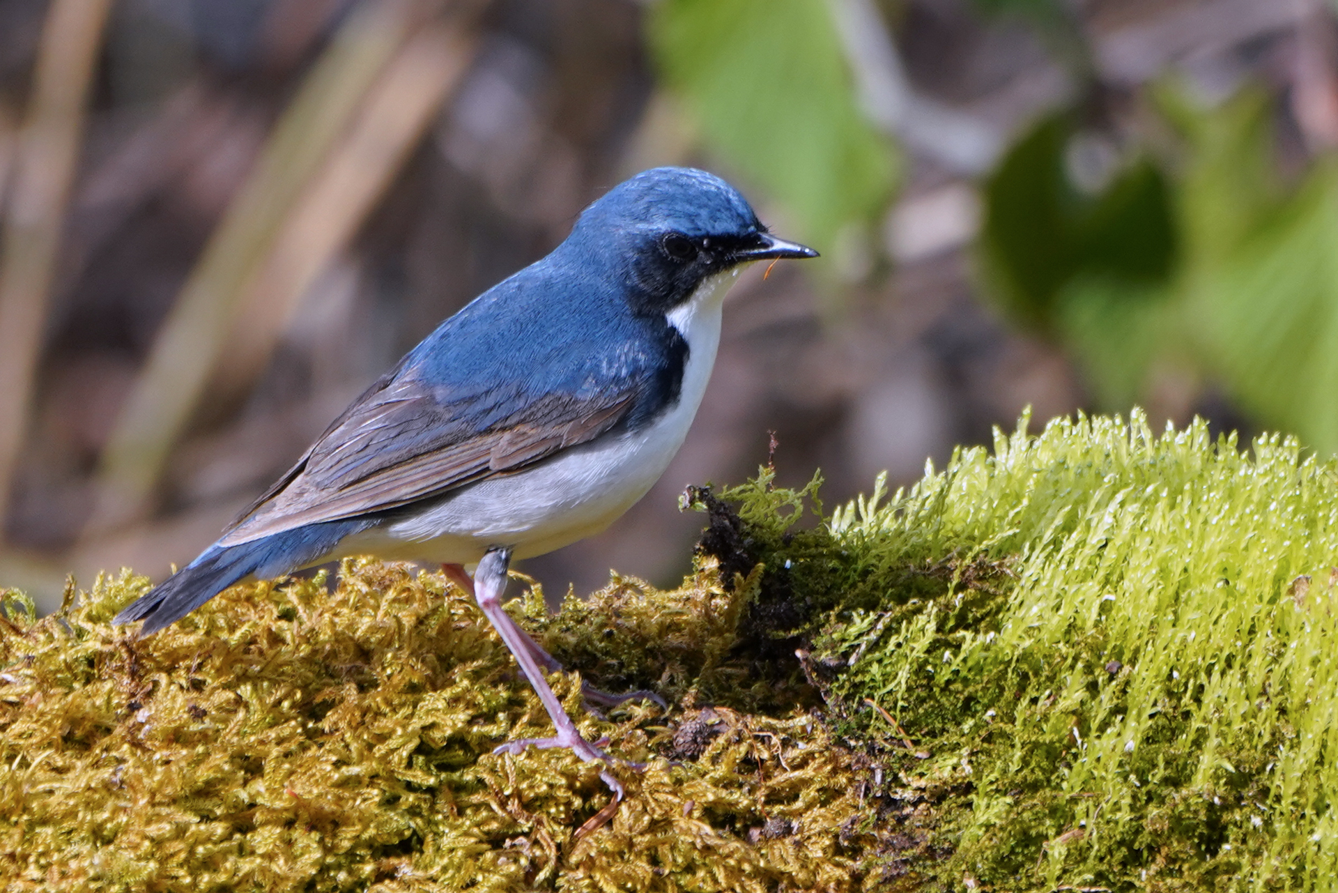 Photo of Siberian Blue Robin at 山梨県 by Orion-HAS