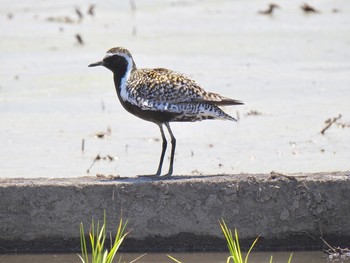 ムナグロ さいたま市大久保田んぼ 2019年5月13日(月)