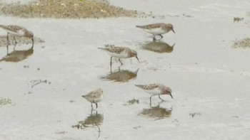 Red-necked Stint Osaka Nanko Bird Sanctuary Sat, 5/18/2019