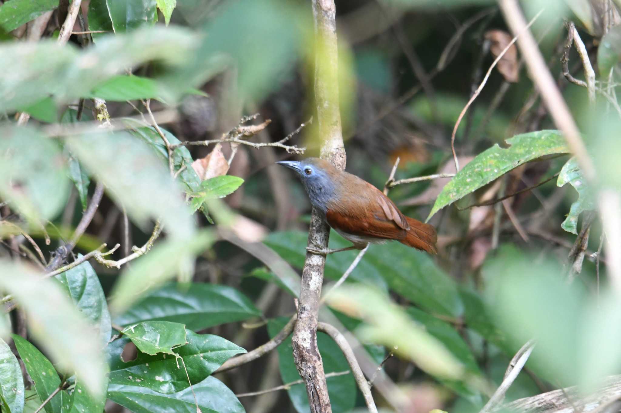 Chestnut-winged Babbler