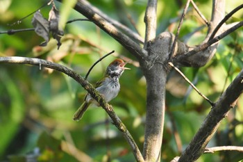 ノドグロサイホウチョウ シーパンガー国立公園 2019年2月25日(月)