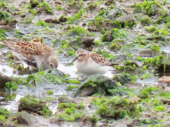 Red-necked Stint 泉南市 Sun, 5/19/2019