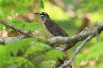 2019年5月20日(月) 北海道 函館市 見晴公園の野鳥観察記録