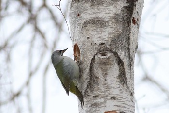 Grey-headed Woodpecker Nishioka Park Thu, 3/28/2019