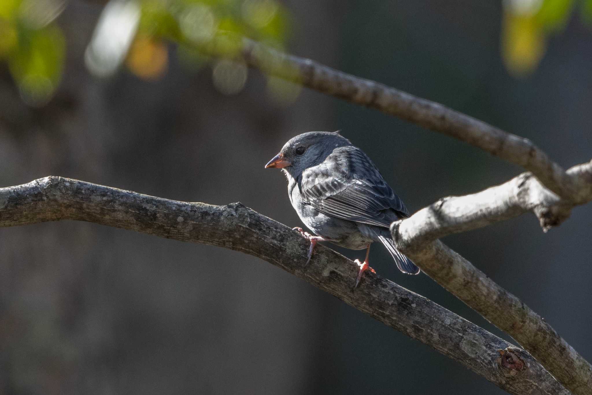 Grey Bunting