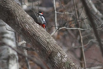 Great Spotted Woodpecker(japonicus) Nishioka Park Thu, 3/28/2019