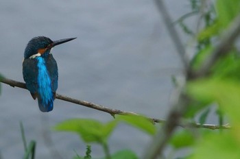 カワセミ 野川 2019年5月9日(木)