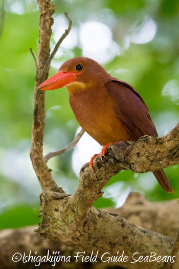 リュウキュウアカショウビン 石垣島 2019年5月20日(月)