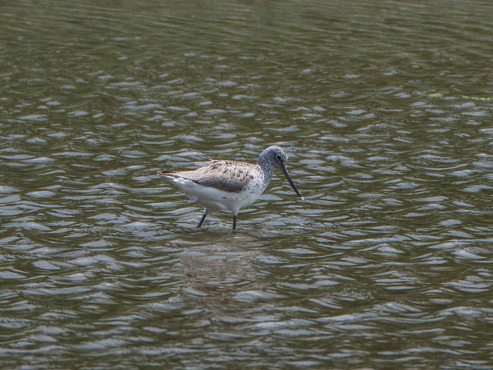 Photo of Common Greenshank at Kasai Rinkai Park by ryokawameister