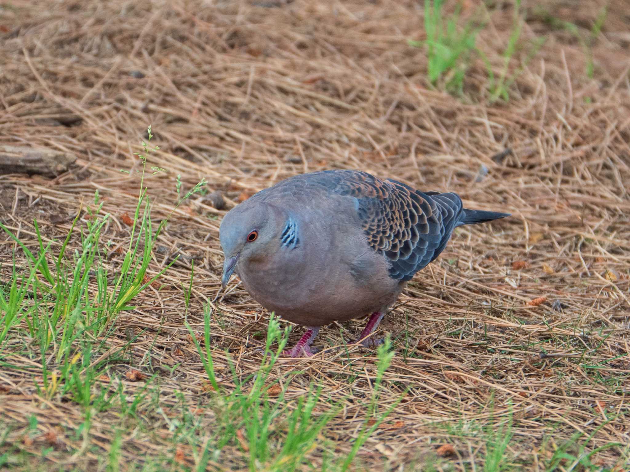 Oriental Turtle Dove