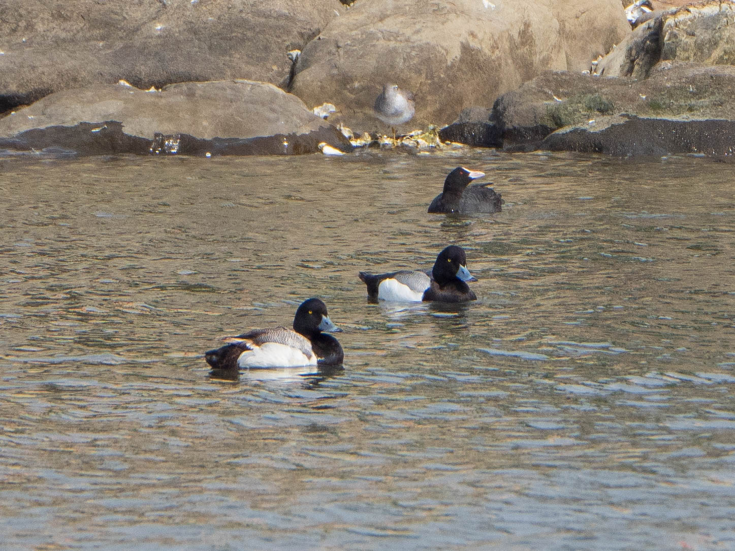 Photo of Greater Scaup at Kasai Rinkai Park by ryokawameister