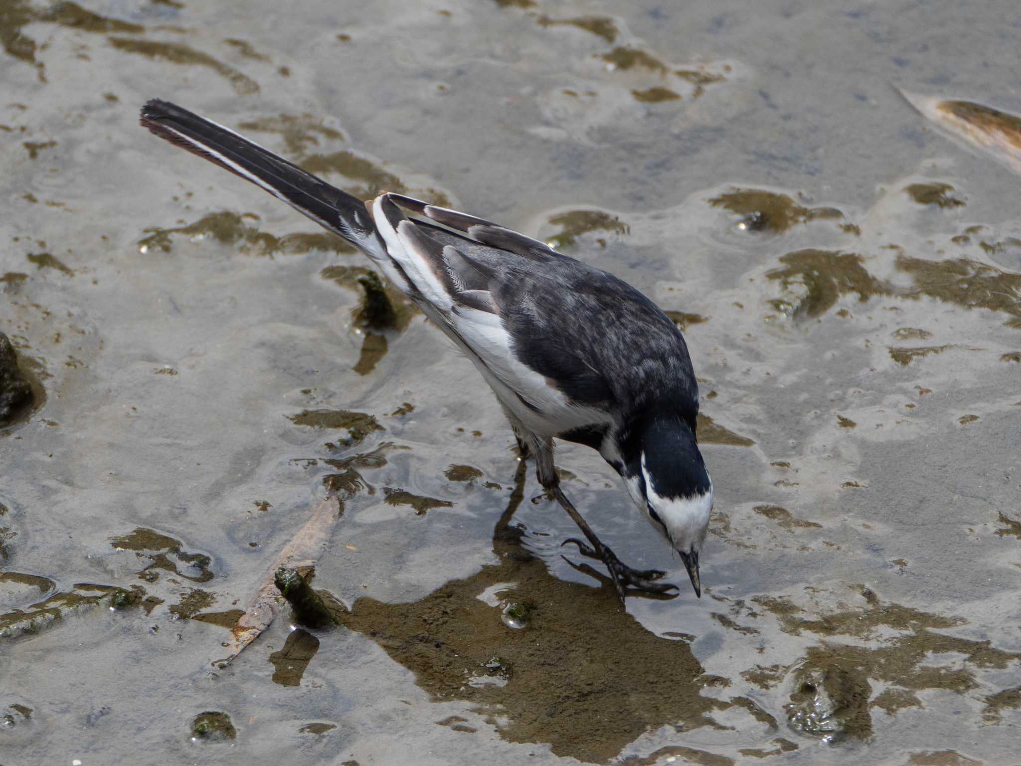 White Wagtail