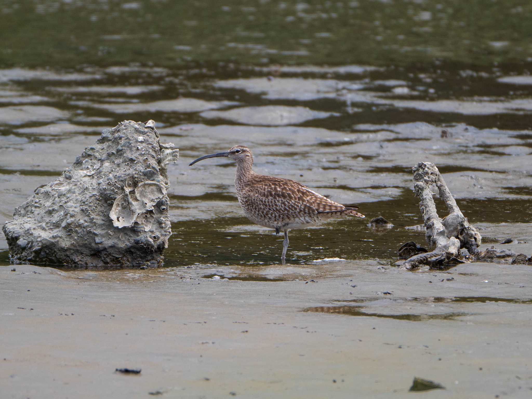 Eurasian Whimbrel