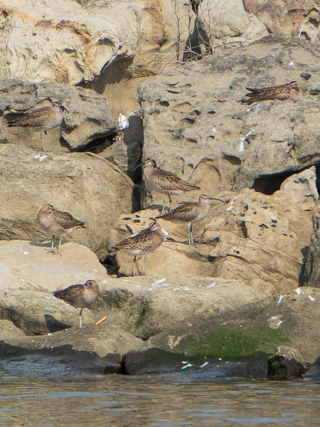 Eurasian Whimbrel