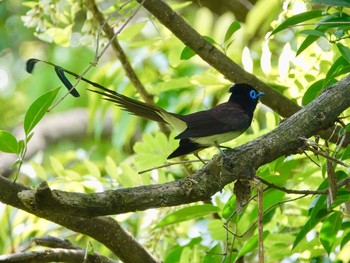 サンコウチョウ 大阪府大阪市 2019年5月12日(日)