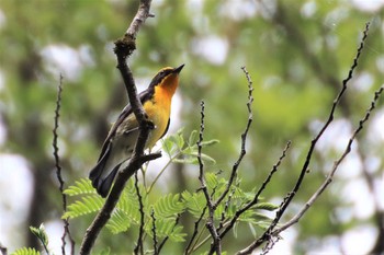 Narcissus Flycatcher 羽村市浅間岳 Mon, 5/20/2019