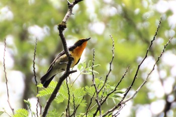 Narcissus Flycatcher 羽村市浅間岳 Mon, 5/20/2019