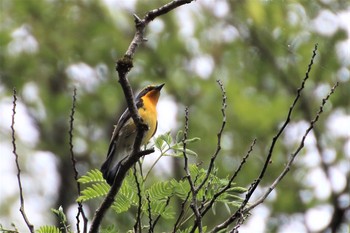 Narcissus Flycatcher 羽村市浅間岳 Mon, 5/20/2019