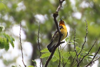 Narcissus Flycatcher 羽村市浅間岳 Mon, 5/20/2019