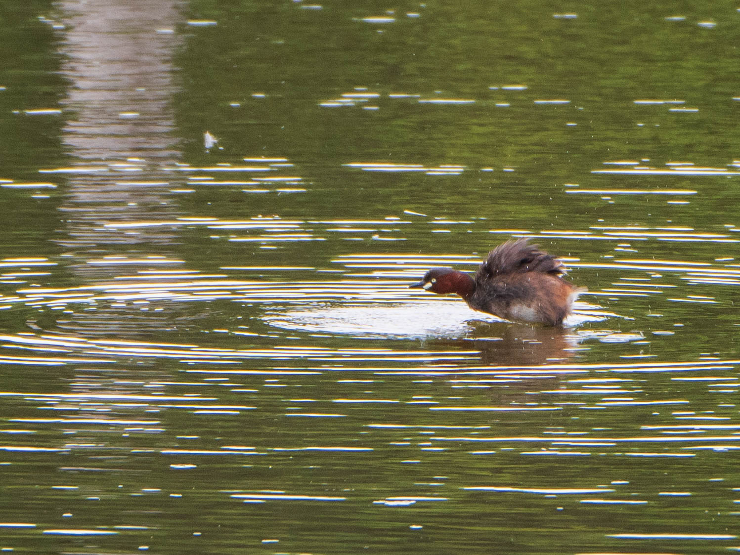 Little Grebe