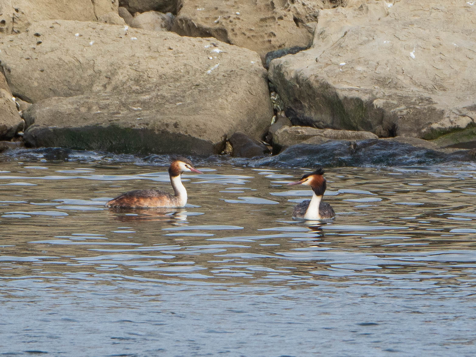 Great Crested Grebe