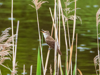 2019年5月18日(土) 葛西臨海公園の野鳥観察記録