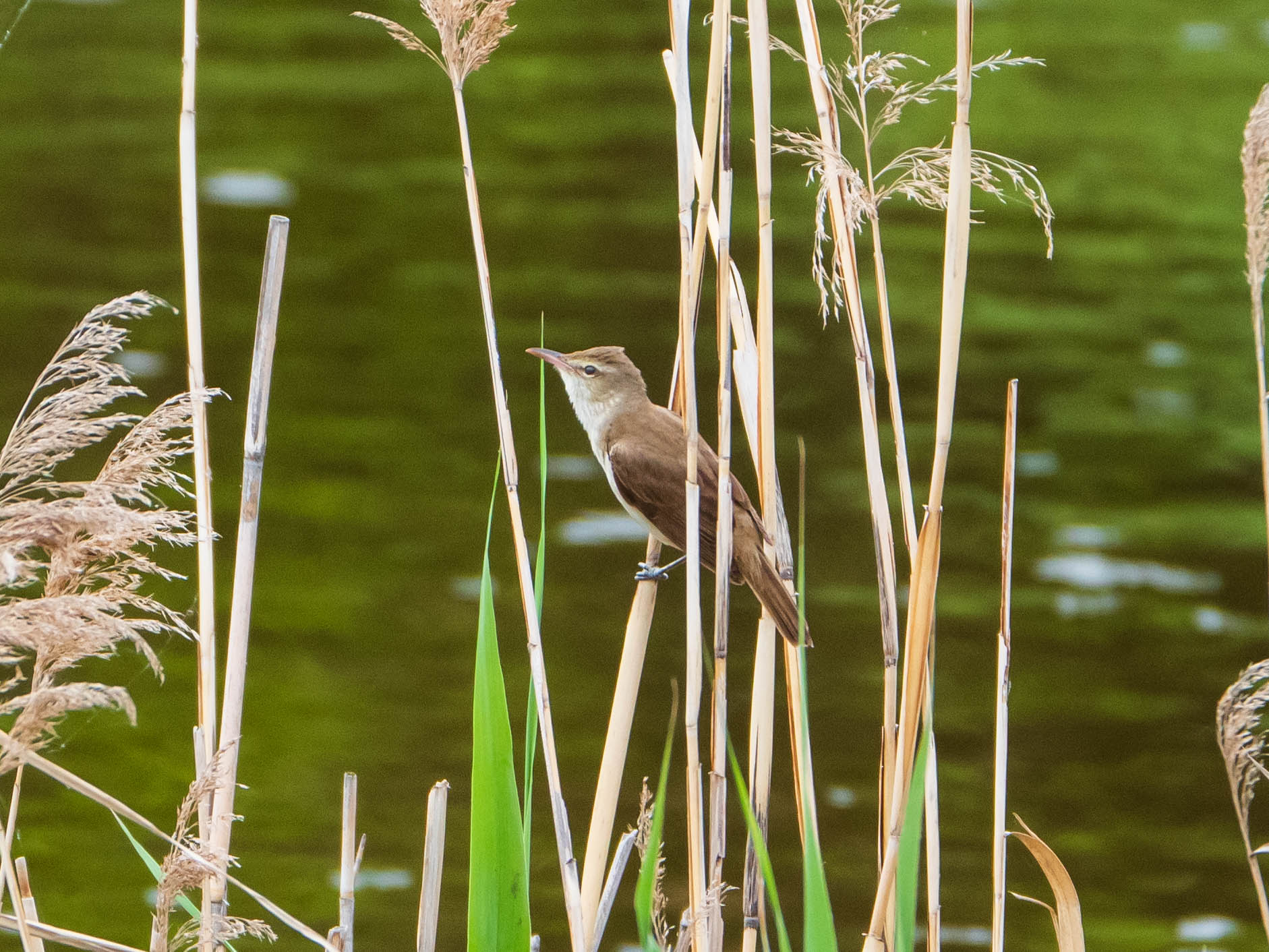 Oriental Reed Warbler