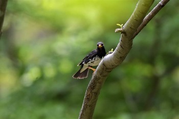 クロツグミ 河口湖フィールドセンター 2019年5月19日(日)