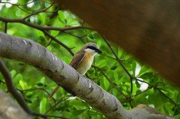 Brown Shrike 台湾 Sat, 5/11/2019