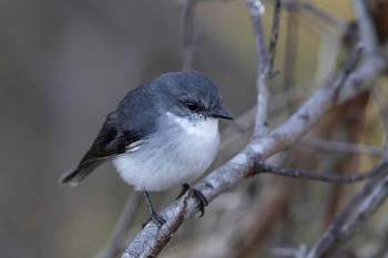 White-breasted Robin