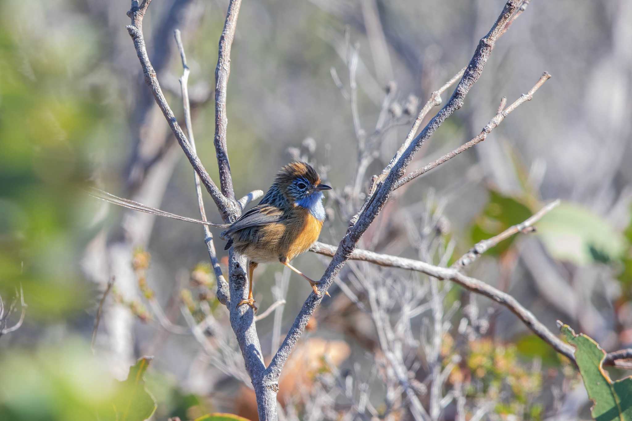 Southern Emu-wren