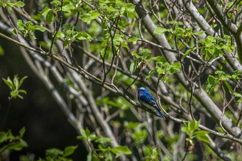 2019年4月28日(日) 大丹波の野鳥観察記録