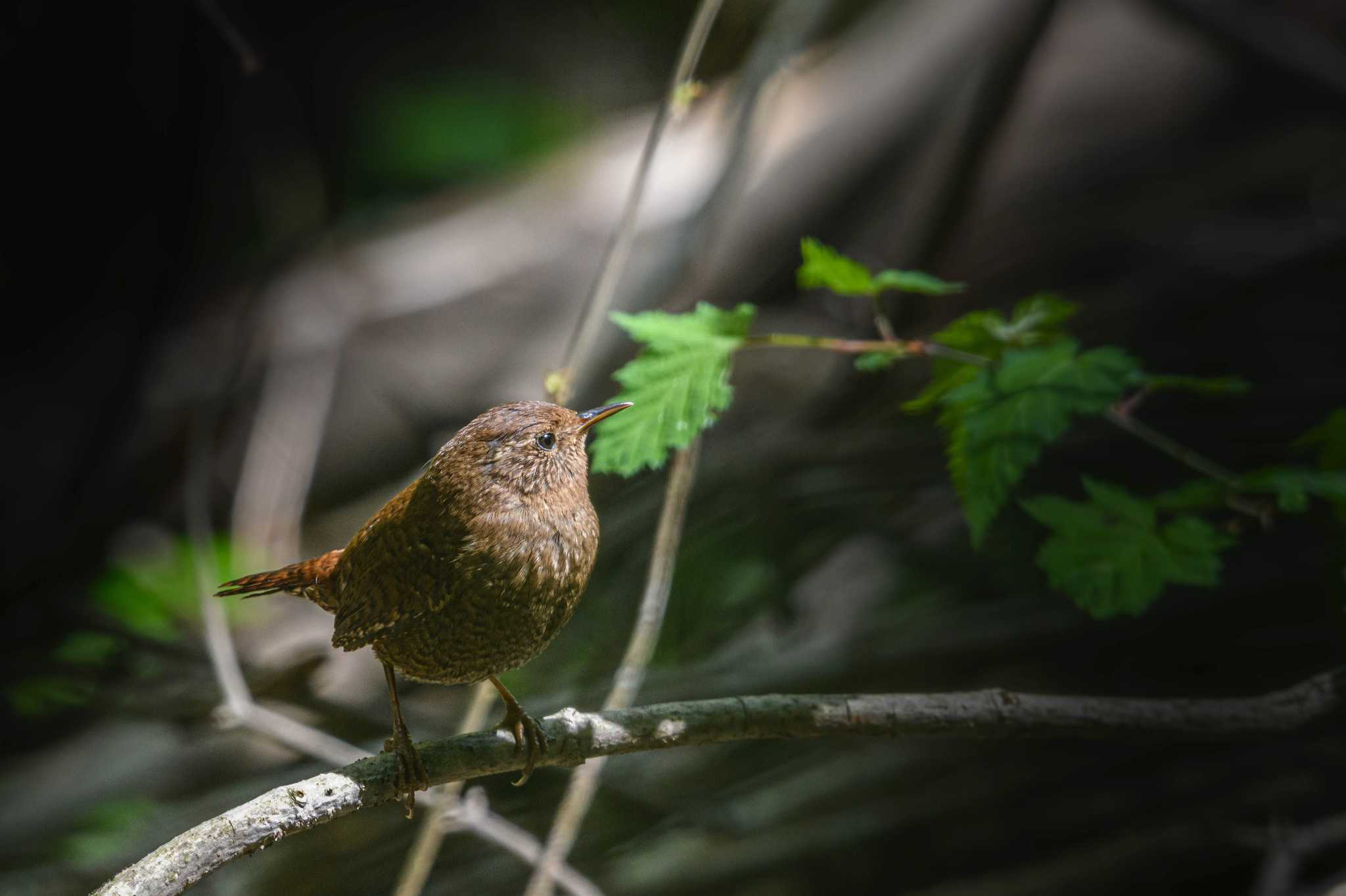 Photo of Eurasian Wren at 大丹波 by auto tama