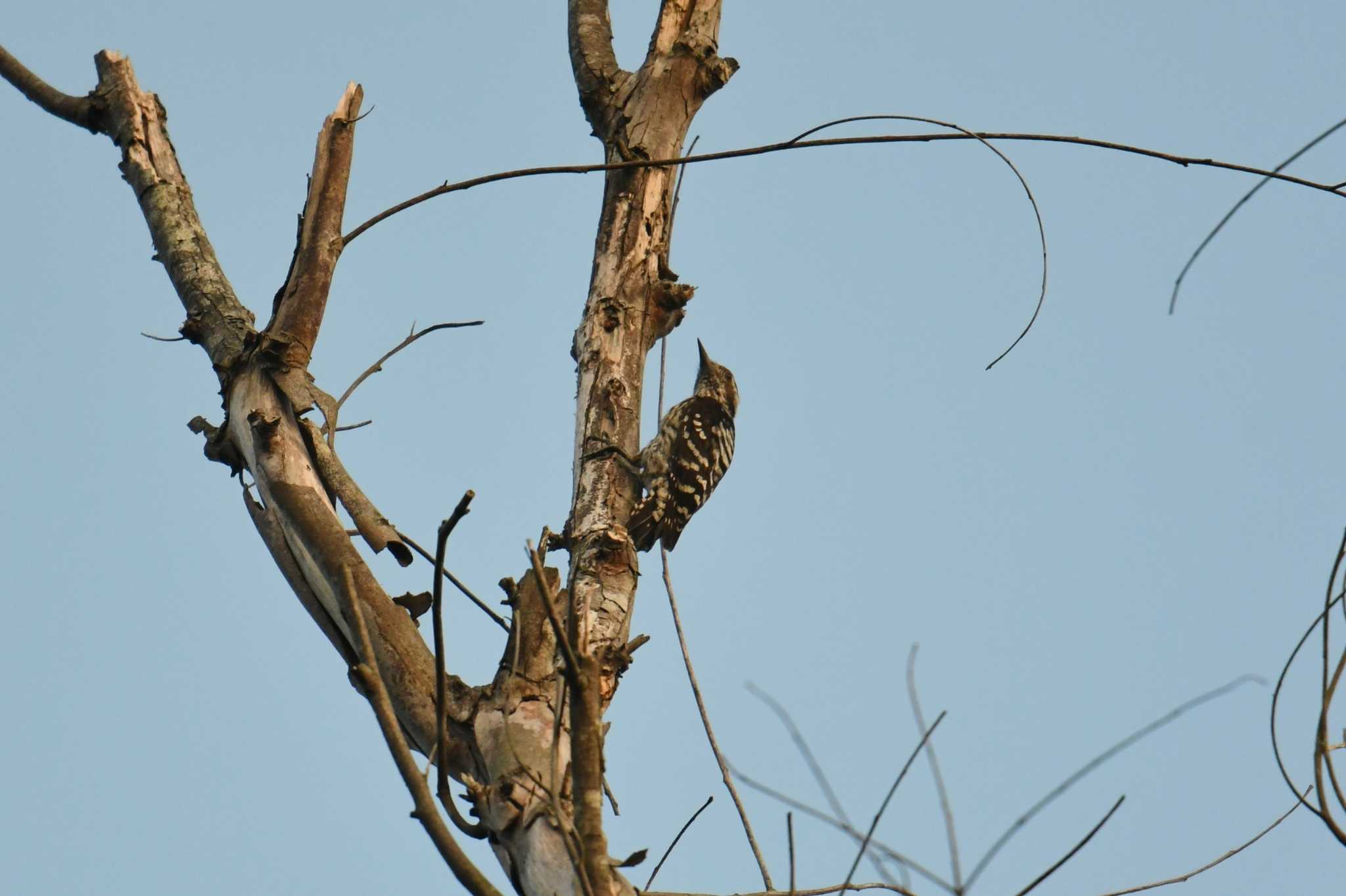 Grey-capped Pygmy Woodpecker