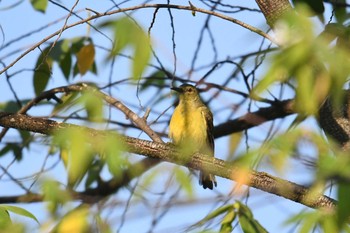 チャノドコバシタイヨウチョウ Krua Rommai 2019年2月27日(水)