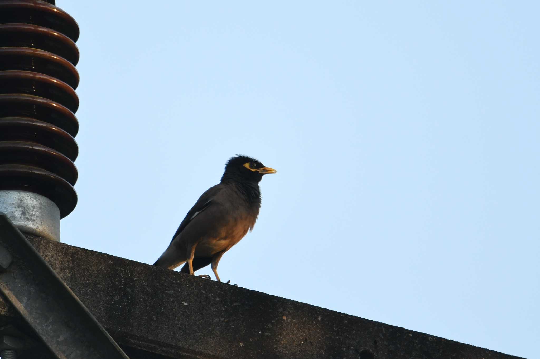 Photo of Common Myna at Krua Rommai by あひる