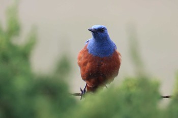 Blue Rock Thrush 北海道　函館市　函館空港脇 Tue, 5/21/2019