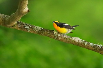 Narcissus Flycatcher 瀬戸市 Sat, 5/18/2019