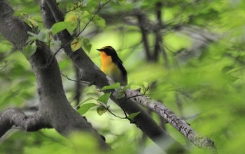 未同定 場所が不明 2019年5月18日(土)