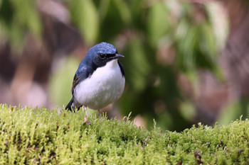 コルリ 山梨県 2019年5月17日(金)