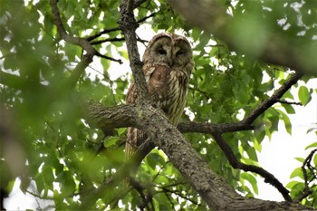 フクロウ 秋ヶ瀬公園 2019年5月14日(火)