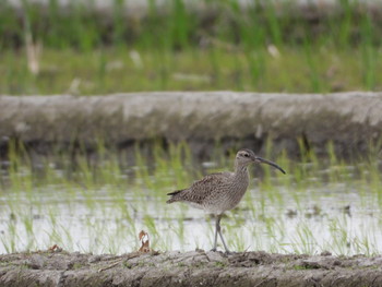Eurasian Whimbrel 志木市宗岡 Thu, 5/9/2019