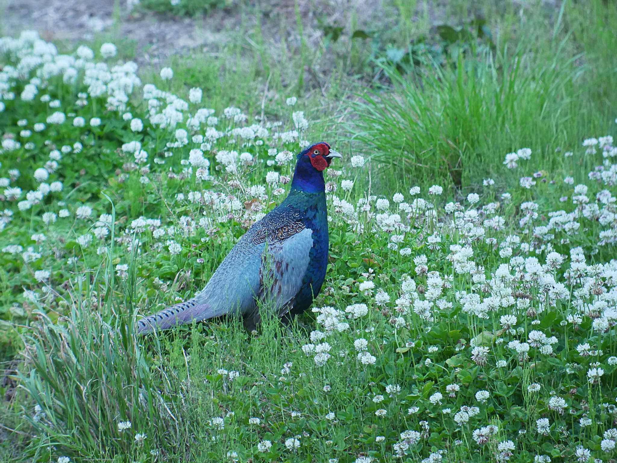 利根川沿い田圃畔 キジの写真 by のりさん