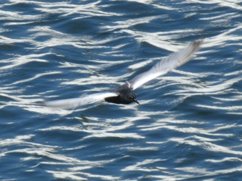 White-winged Tern